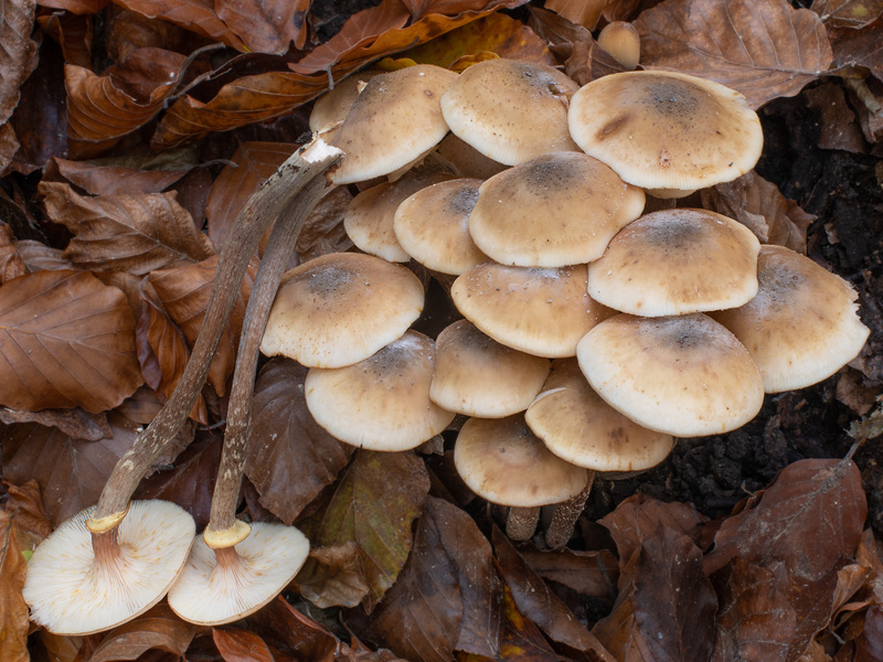 Armillaria mellea